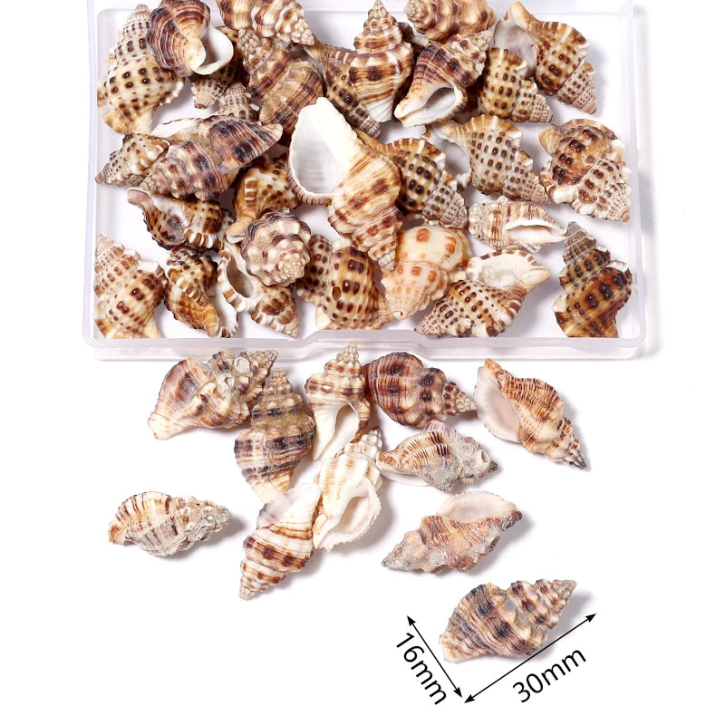 Louleur Boxed Natural Shell Conch Beads Undrilled Ocean Series Crafts Ornaments Decoration Prop for Jewelry Making DIY Bracelet