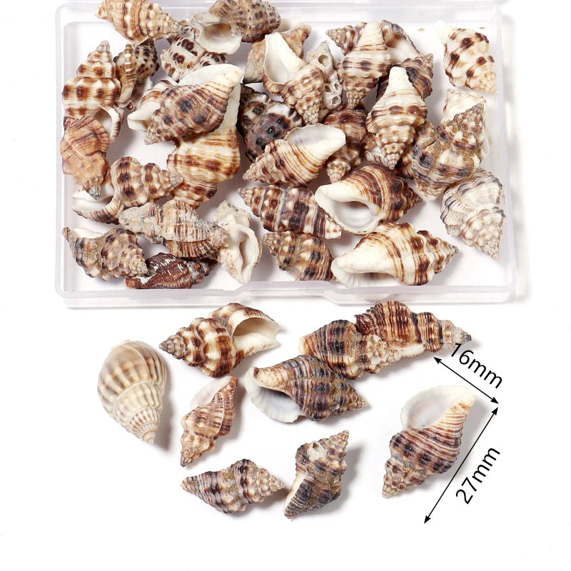 Louleur Boxed Natural Shell Conch Beads Undrilled Ocean Series Crafts Ornaments Decoration Prop for Jewelry Making DIY Bracelet