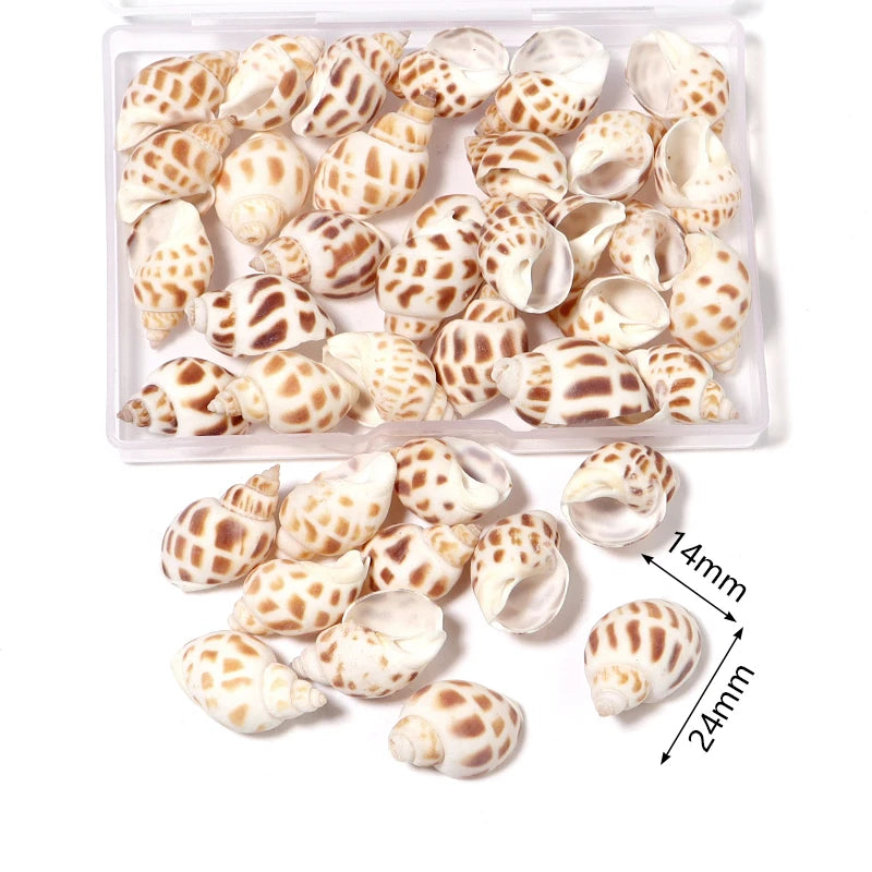 Louleur Boxed Natural Shell Conch Beads Undrilled Ocean Series Crafts Ornaments Decoration Prop for Jewelry Making DIY Bracelet