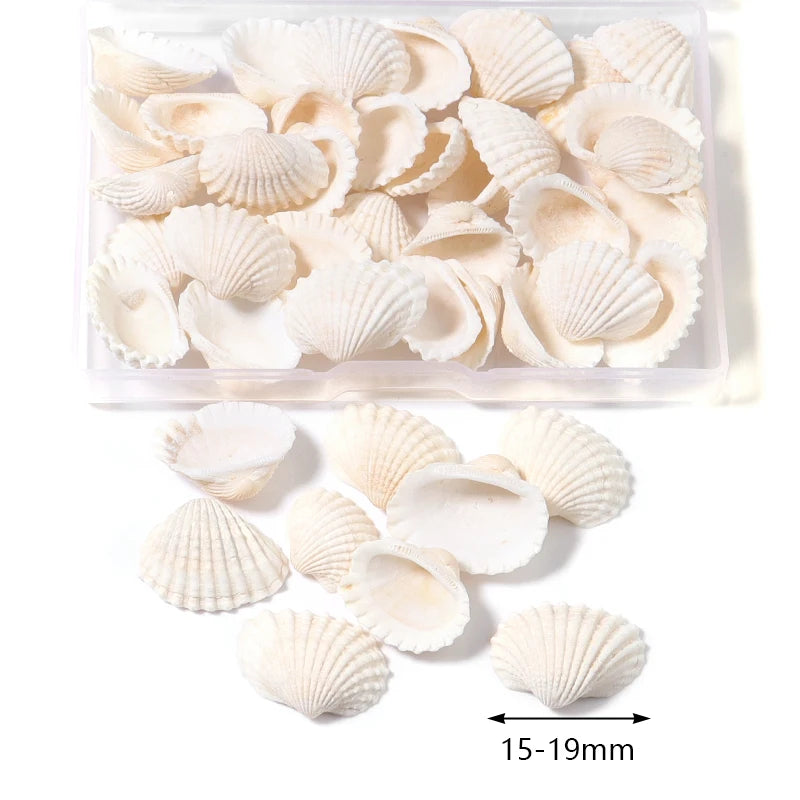 Louleur Boxed Natural Shell Conch Beads Undrilled Ocean Series Crafts Ornaments Decoration Prop for Jewelry Making DIY Bracelet