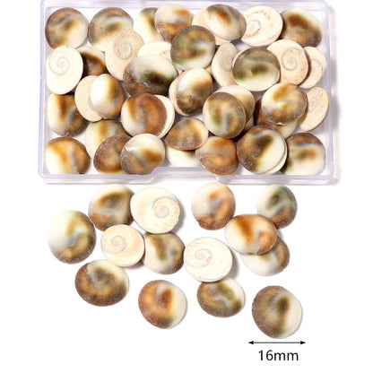 Louleur Boxed Natural Shell Conch Beads Undrilled Ocean Series Crafts Ornaments Decoration Prop for Jewelry Making DIY Bracelet