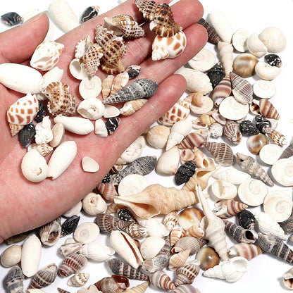 Louleur Boxed Natural Shell Conch Beads Undrilled Ocean Series Crafts Ornaments Decoration Prop for Jewelry Making DIY Bracelet