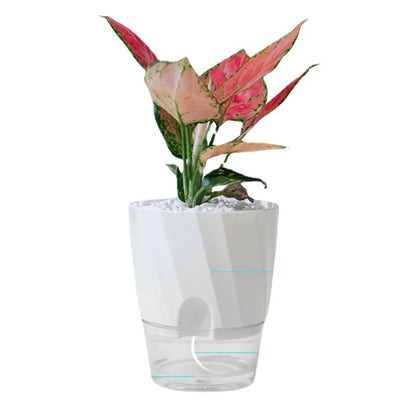 New Lazy Green Rose Plant Automatic Absorbent Small Flower Pot Design Sense Transparent Hydroponics Plastic basin